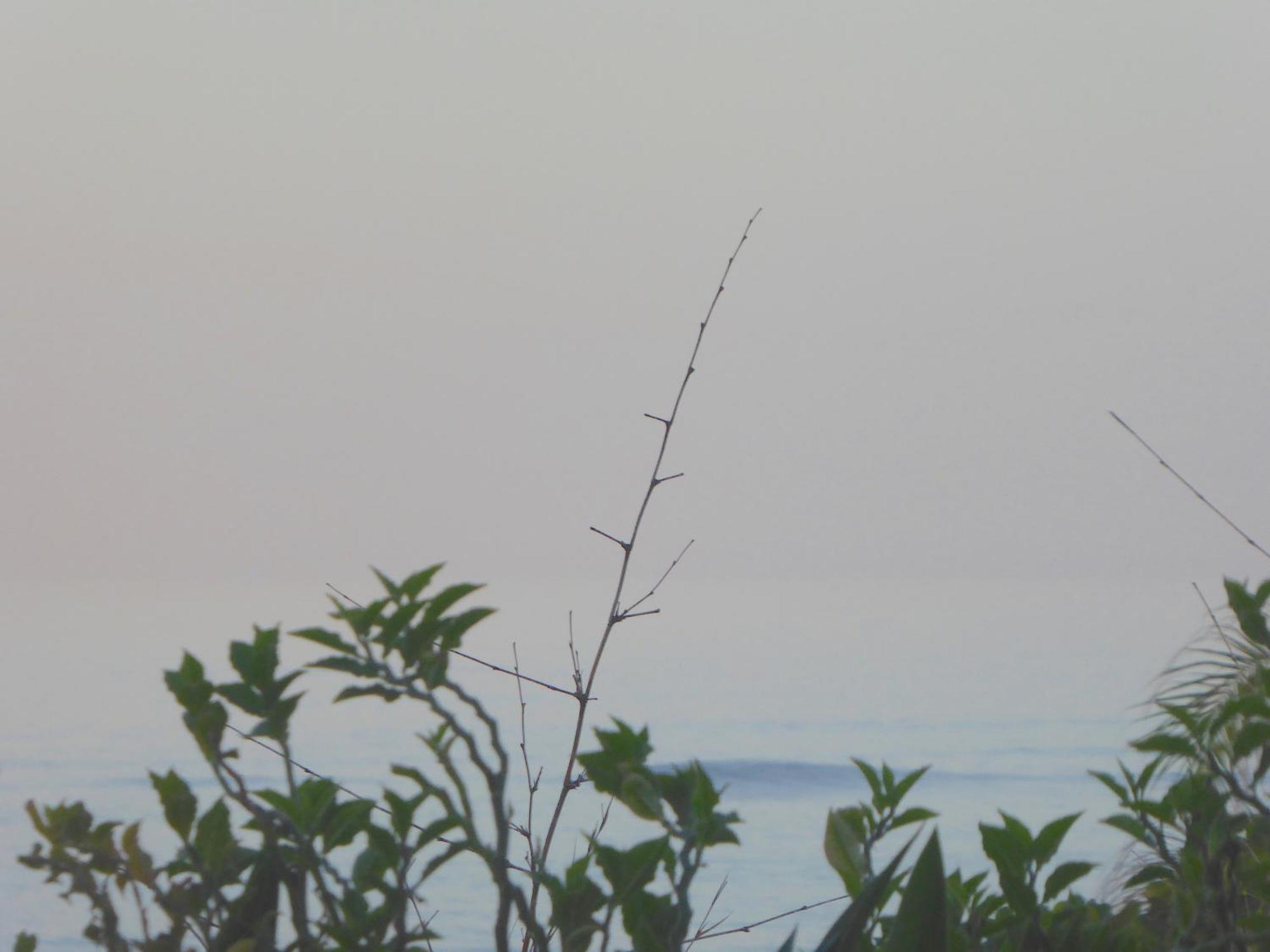 Bali Luxe Villa Beachfront Rooftop Sunsets * Canggu (Bali)